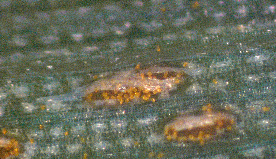 Pustules of P. striiformis on wheat leaves.